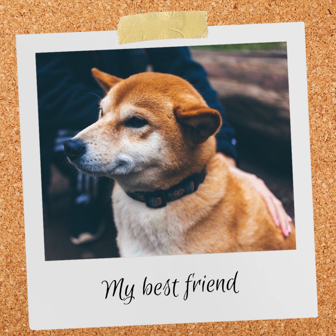 My Best Friend. A Picture Of A Dog On A Cork Board Template