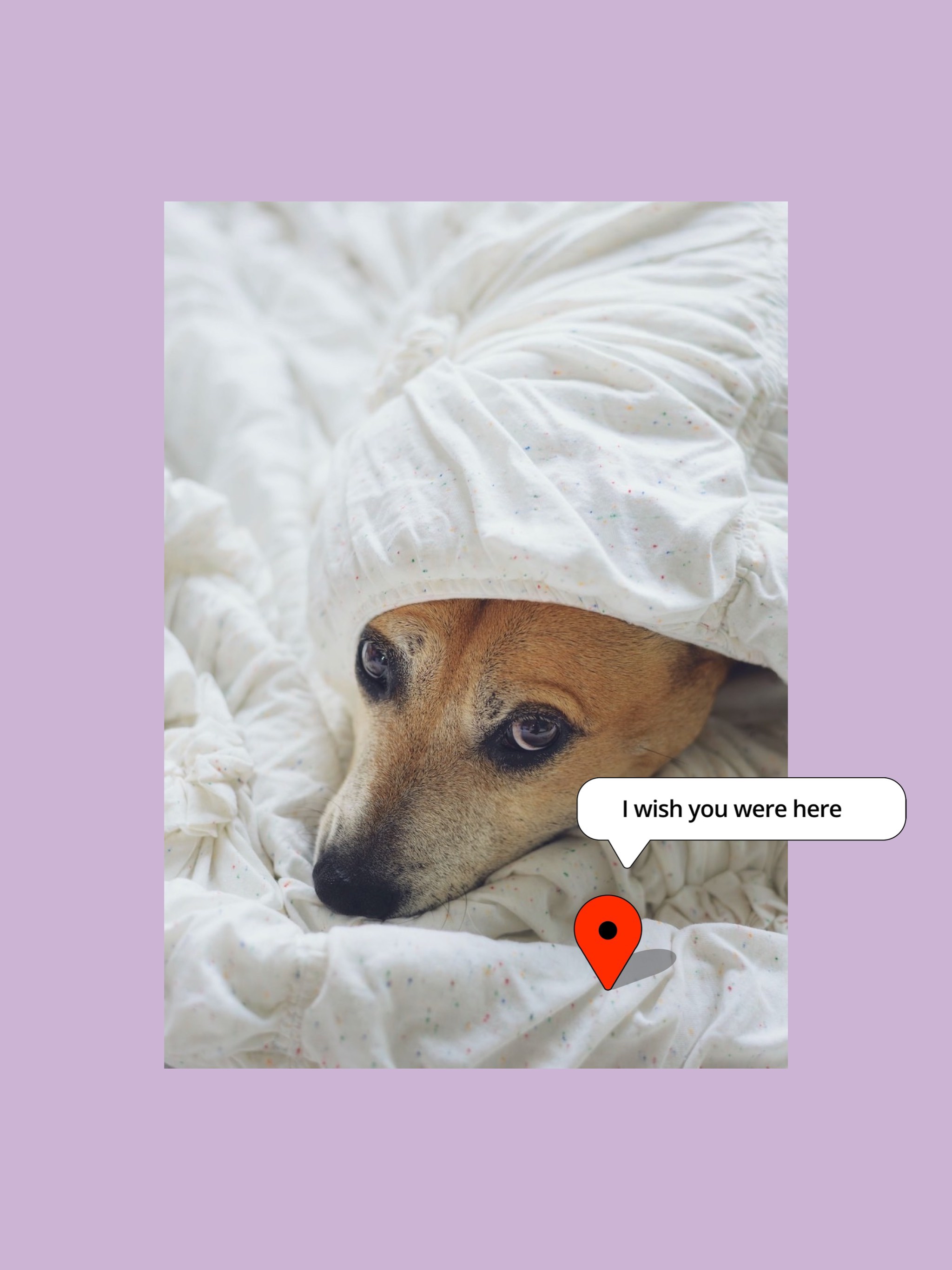 A Dog Is Laying In Bed Under A Blanket Notifications Template