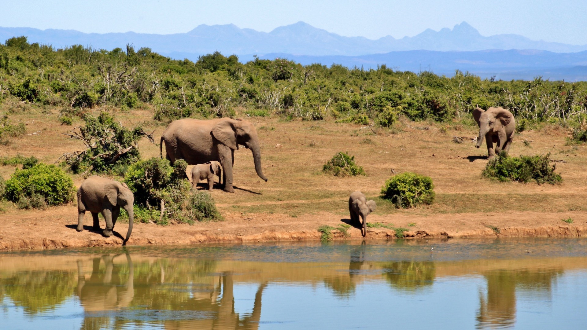 A Herd Of Elephants Walking Across A Grass Covered Field Zoom Backgrounds Template