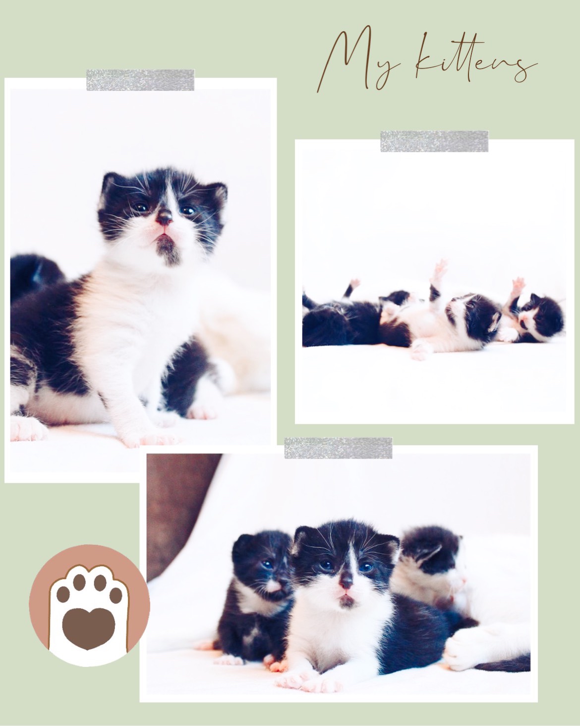 A Collage Of Photos Of A Kitten Pets Template