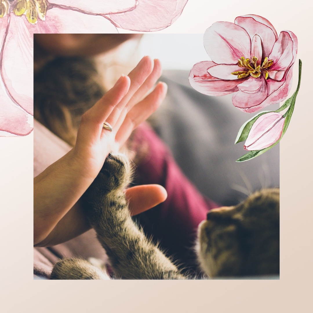 A Person Holding A Cat In Their Hands Hello Spring Template