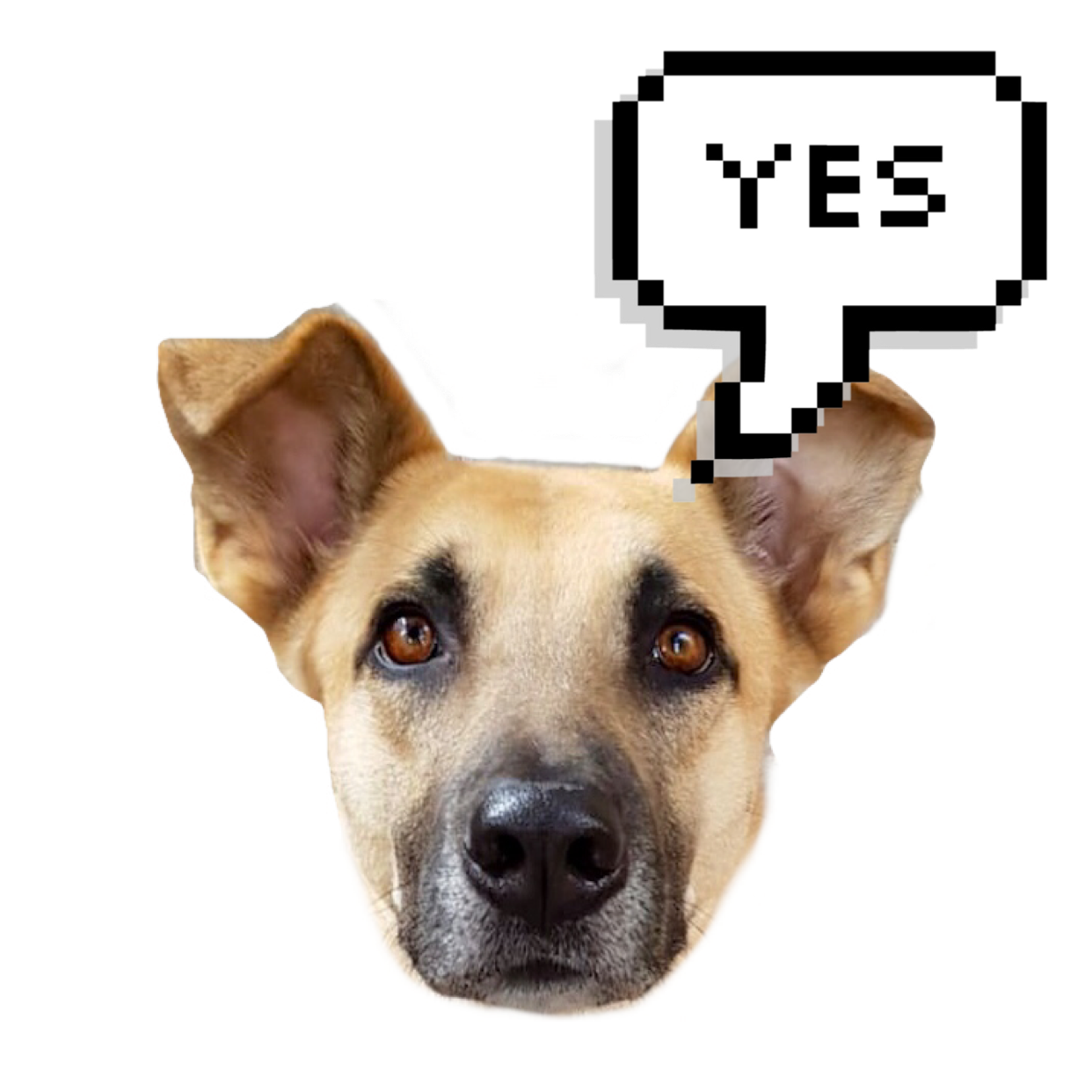 Bim The Dog With A Speech Bubble Syaing Yes Whatsapp Sticker Template
