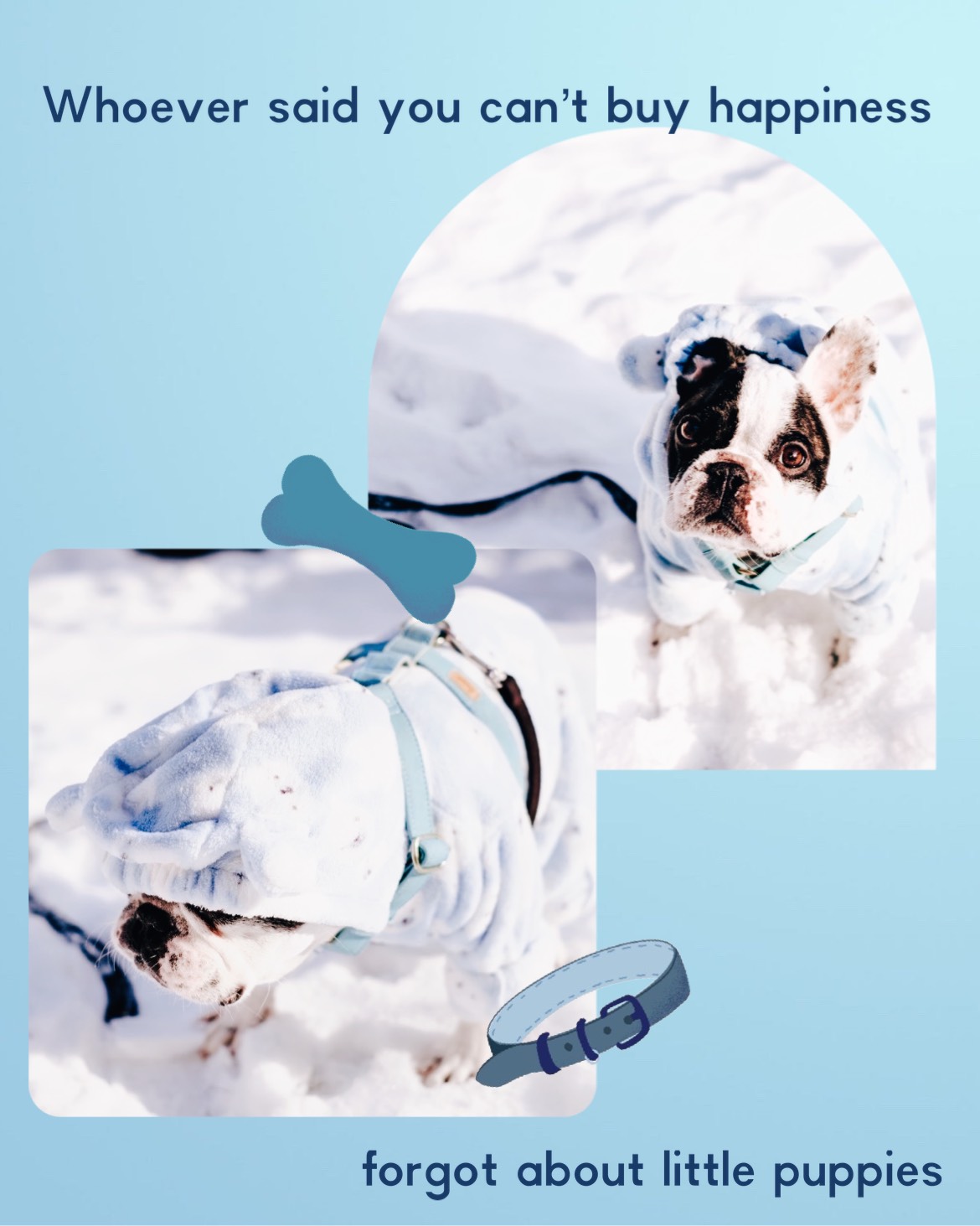 A Picture Of A Dog In The Snow Pets Template