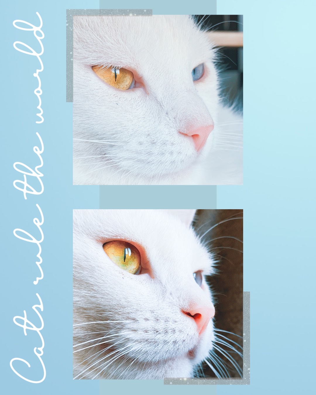 Two Pictures Of A White Cat With Yellow Eyes Pets Template
