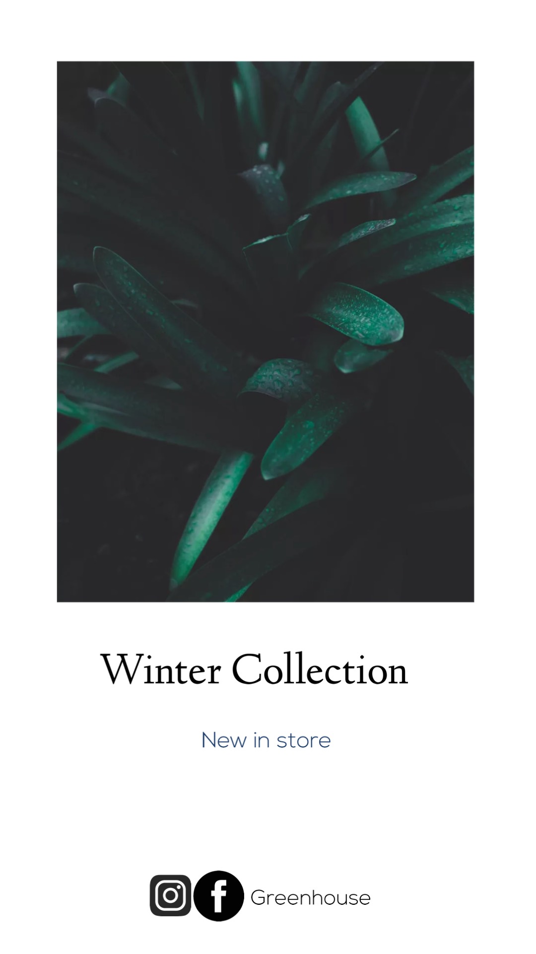 Plant winter collection instagram story template