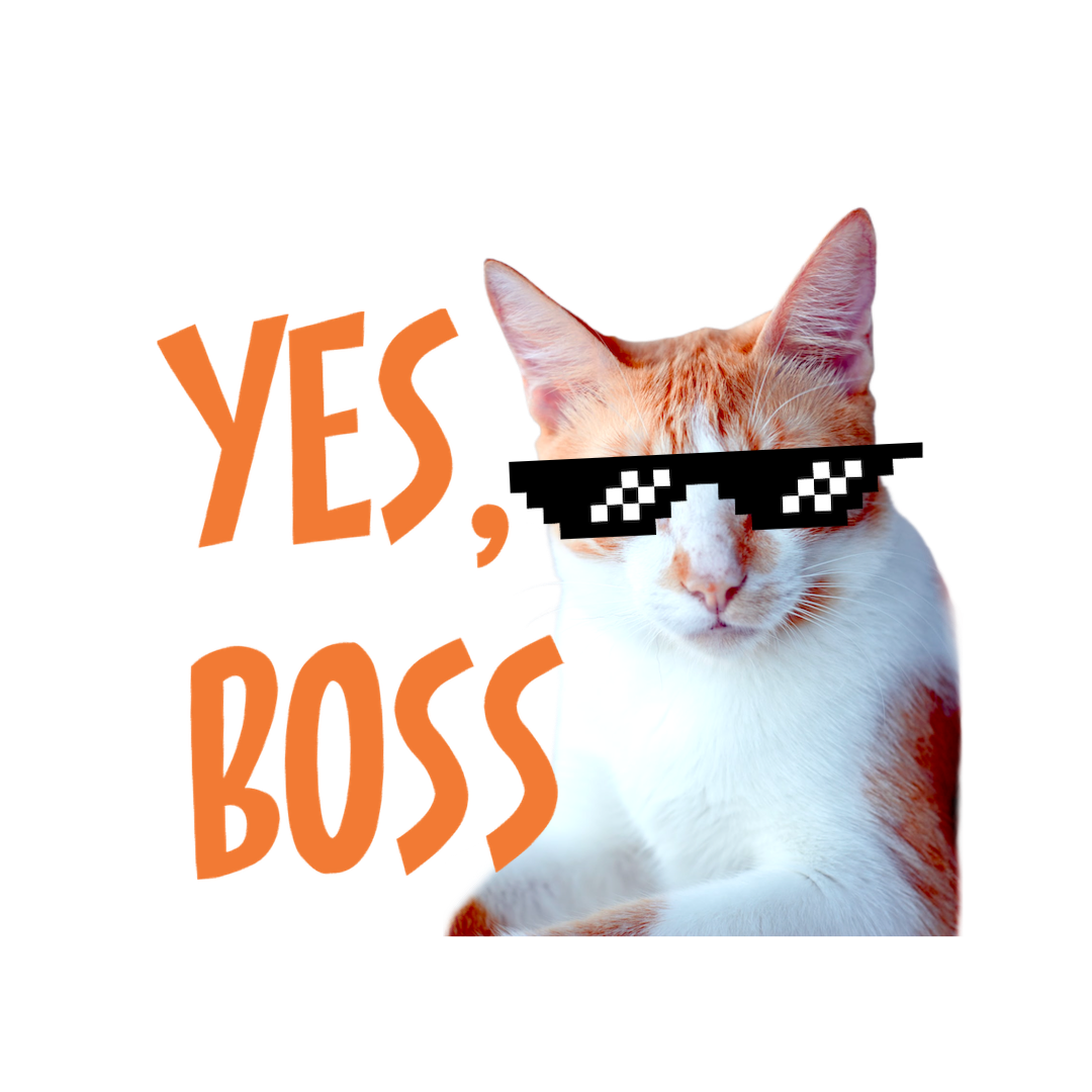 An Orange And White Cat Wearing A Pair Of Sunglasses Whatsapp Stickers Template
