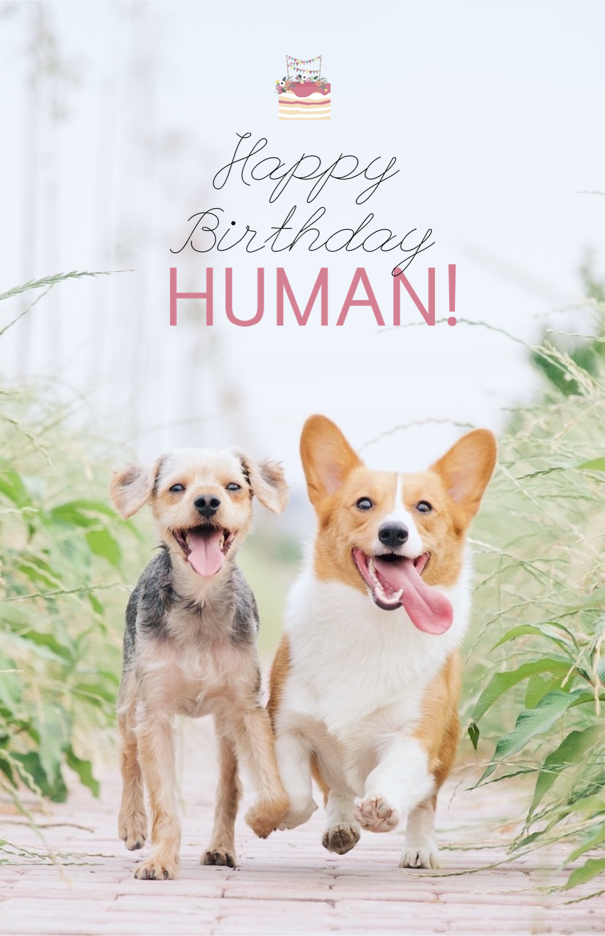 Cute Dogs Wishing Happy Birthday Human Template