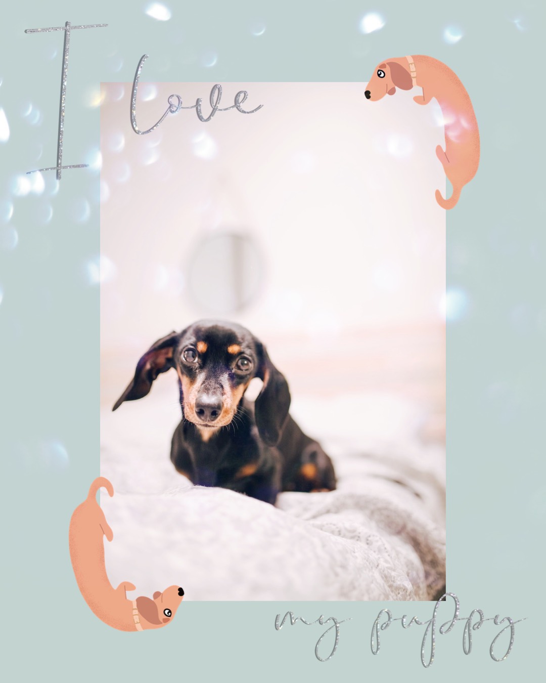 A Black And Brown Dog Laying On Top Of A Bed Pets Template