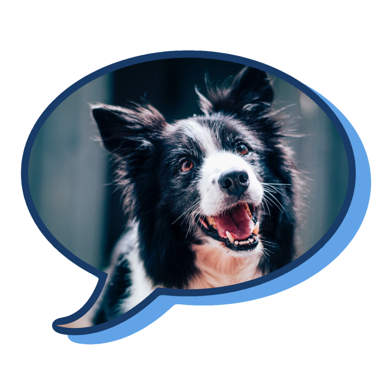 A Black And White Dog With A Speech Bubble Whatsapp Sticker Template
