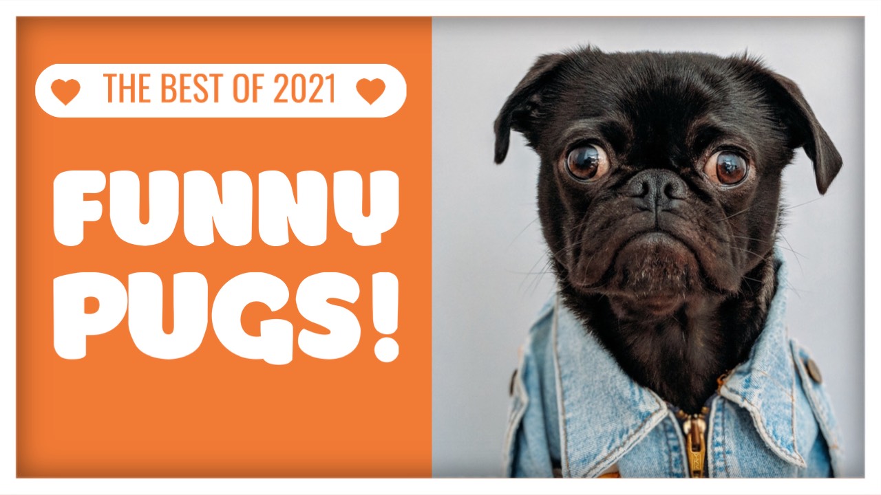 Cute pug dog channel youtube thumbnail template