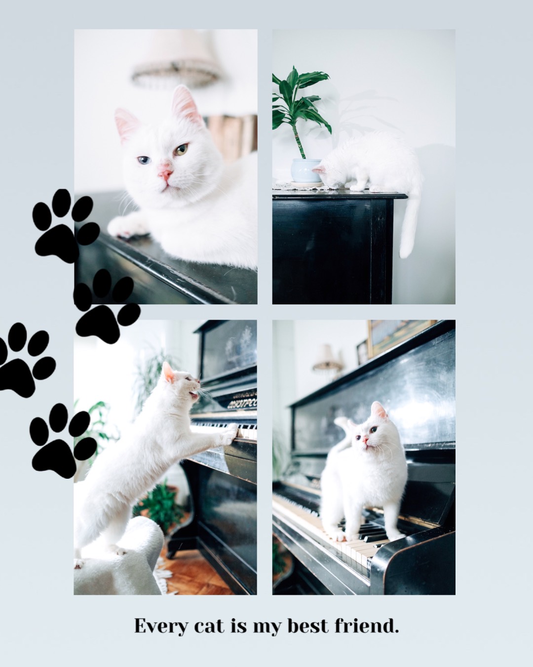 A White Cat Sitting On Top Of A Piano Pets Template