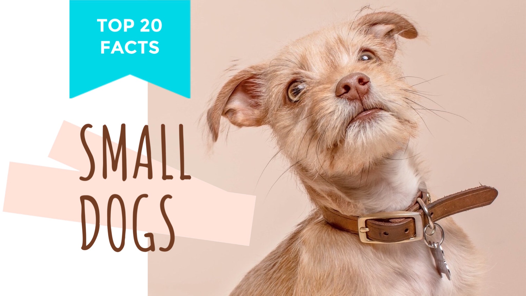 Facts about small dog pets youtube thumbnail template