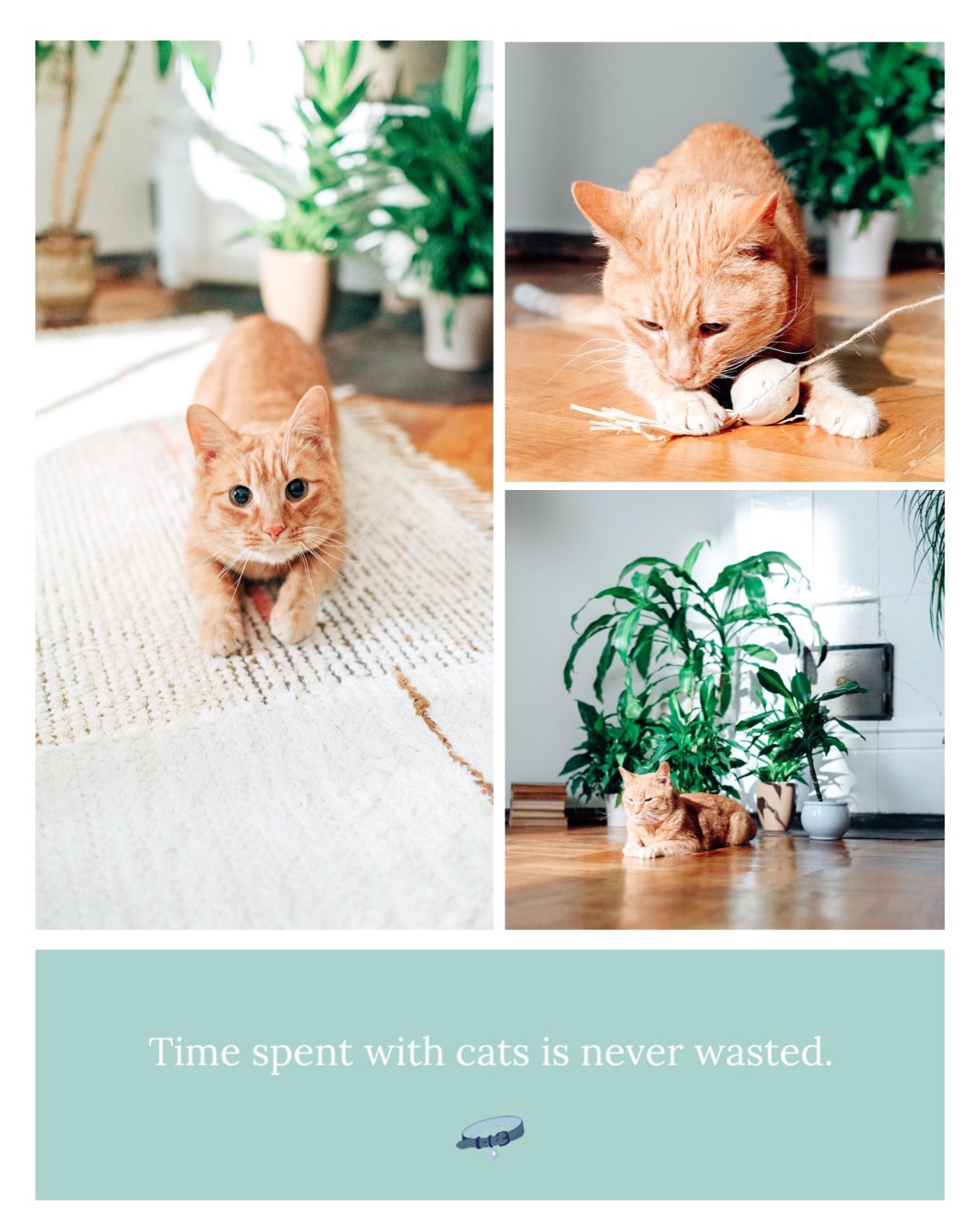 A Picture Of A Cat With A Caption That Says Time Spent With Cats Is Pets Template
