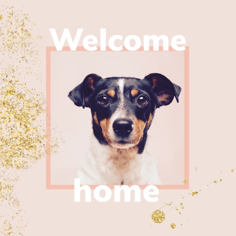 Welcome home cute dog Facebook Post template