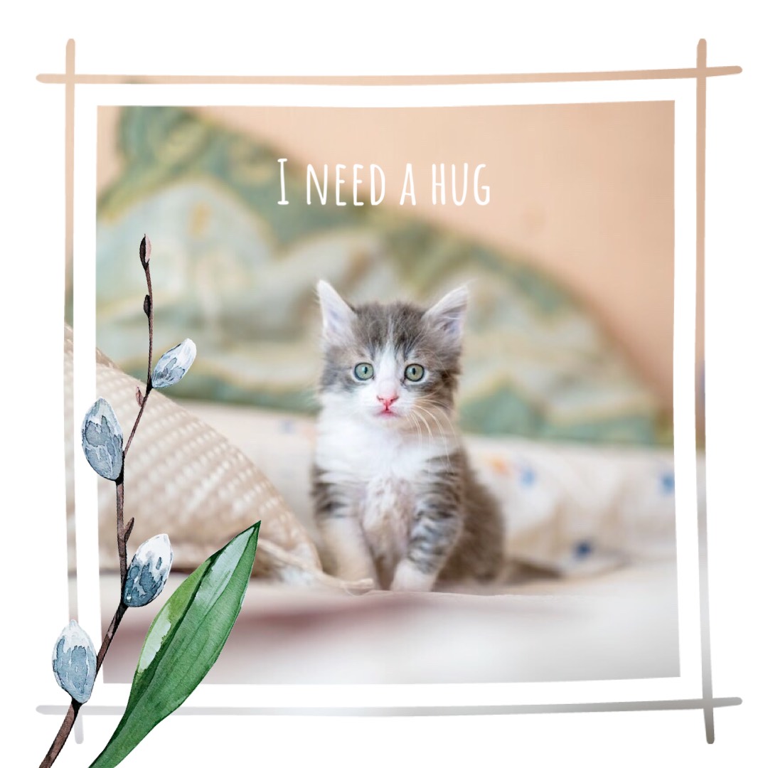 A Picture Of A Kitten Sitting On A Bed Hello Spring Template