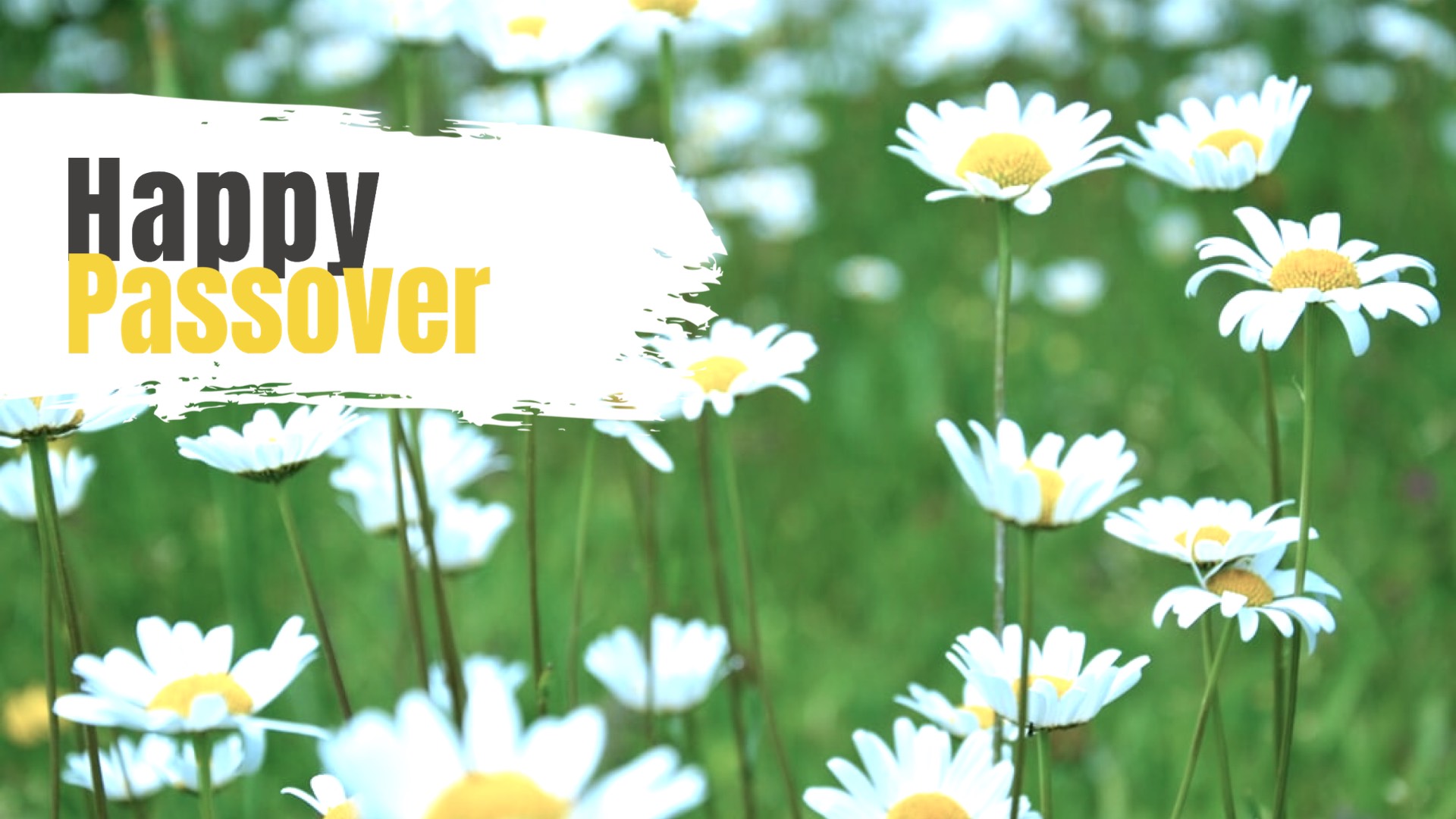 A Field Of Daisies With A Happy Passover Sign Zoom Backgrounds Template