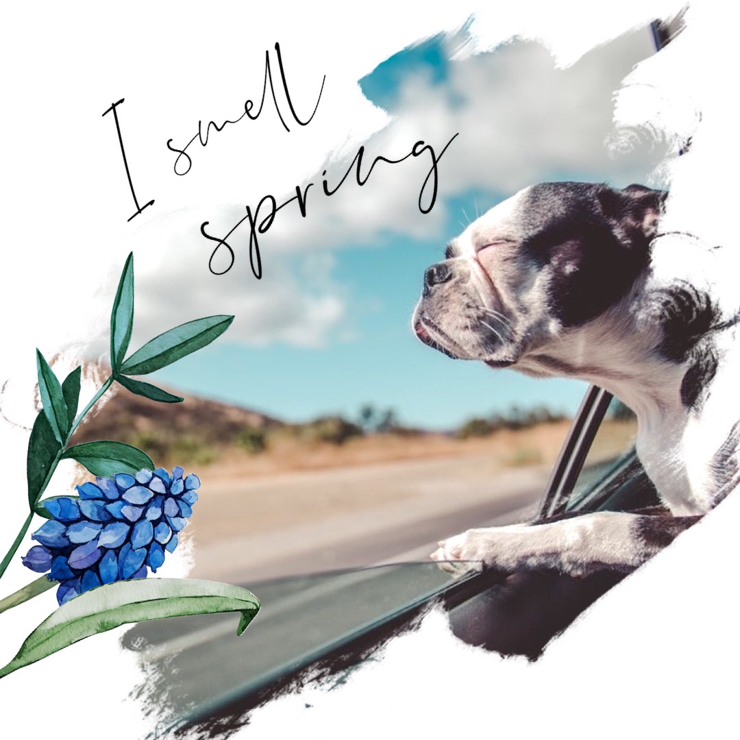 A Dog Is Looking Out The Window Of A Car Hello Spring Template