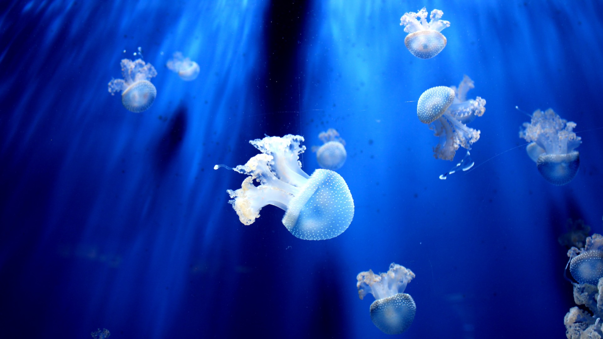 A Group Of Jellyfish Swimming In The Ocean Zoom Backgrounds Template
