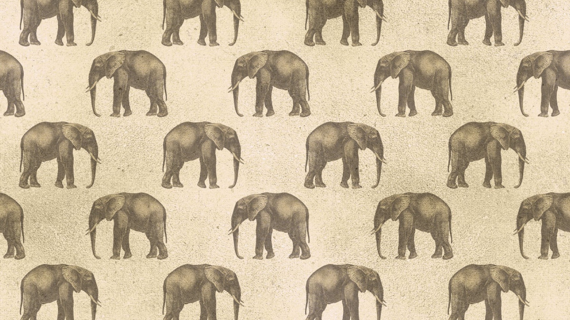 A Group Of Elephants Standing Next To Each Other Zoom Backgrounds Template