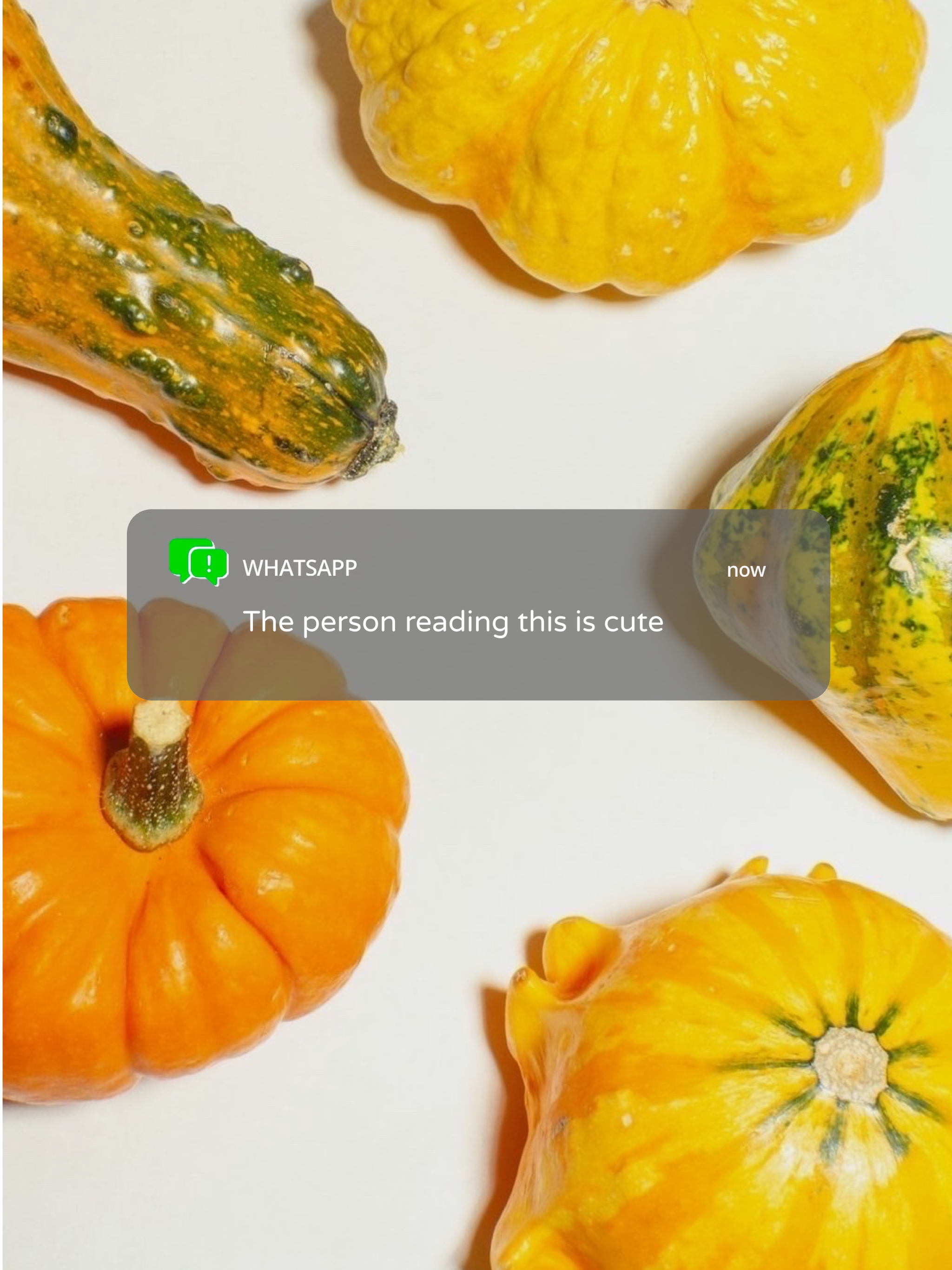 A Group Of Pumpkins Sitting Next To Each Other Notifications Template
