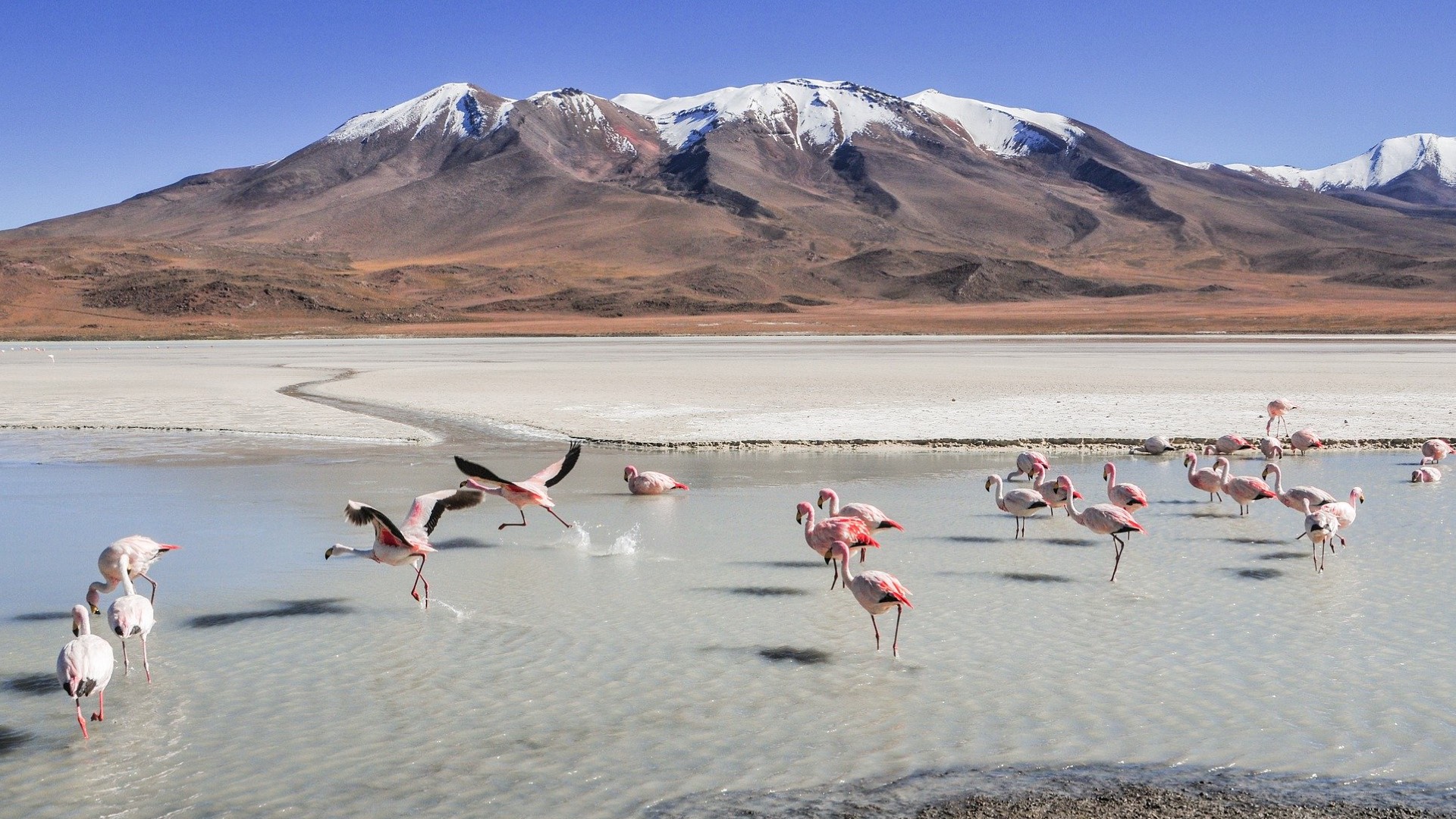 A Flock Of Flamingos Wading In Shallow Water In Front Of A Mountain Range Zoom Backgrounds Template