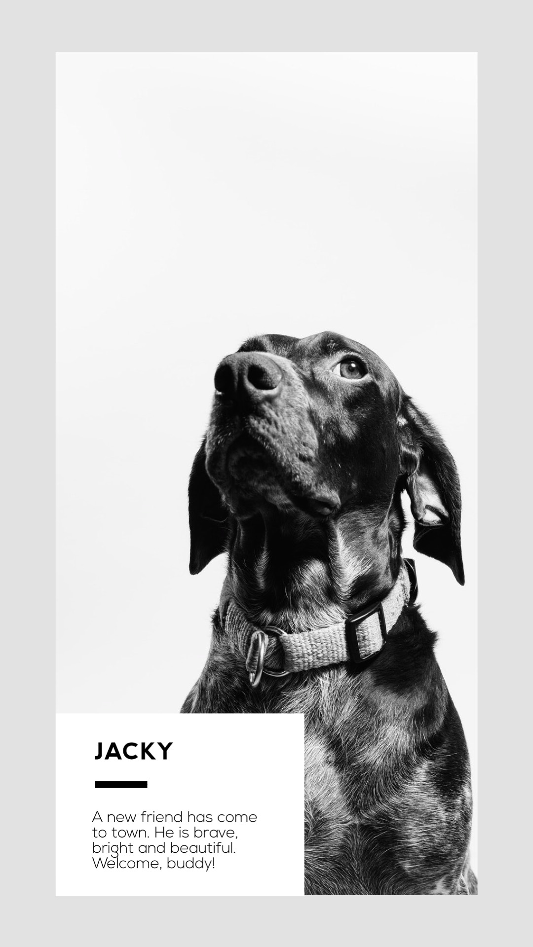 A Black And White Photo Of A Dog Classy Template