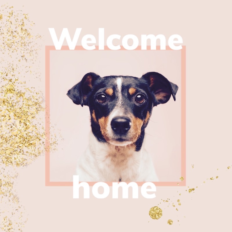 A Dog With A Welcome Home Sign In The Background Facebook Post Template