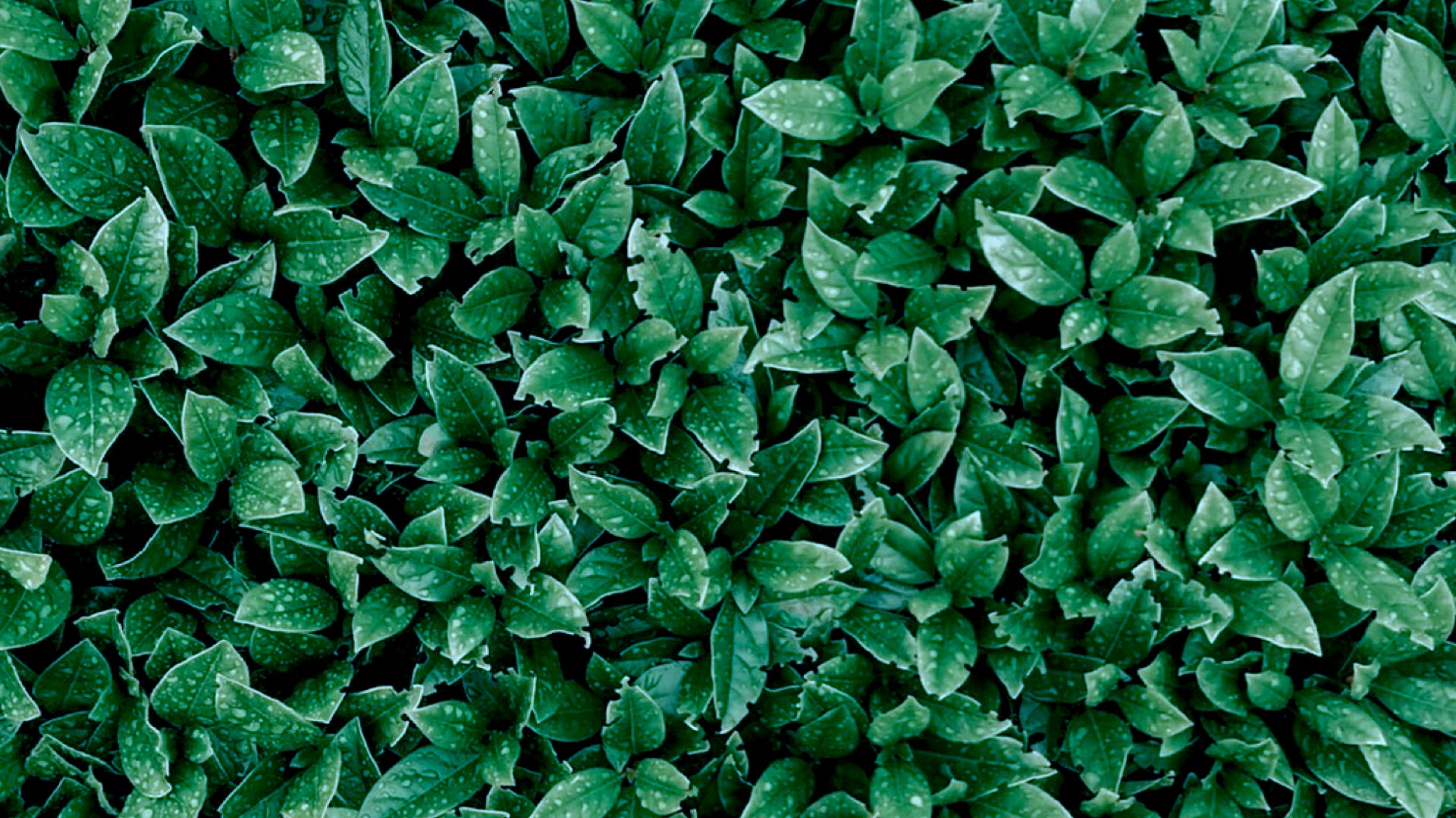 A Close Up Of A Green Plant With Lots Of Leaves Zoom Backgrounds Template