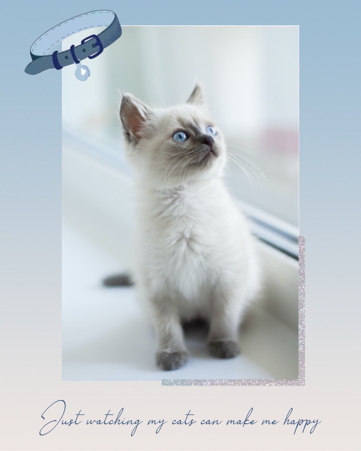 A White Kitten With Blue Eyes Looking Up Pets Template