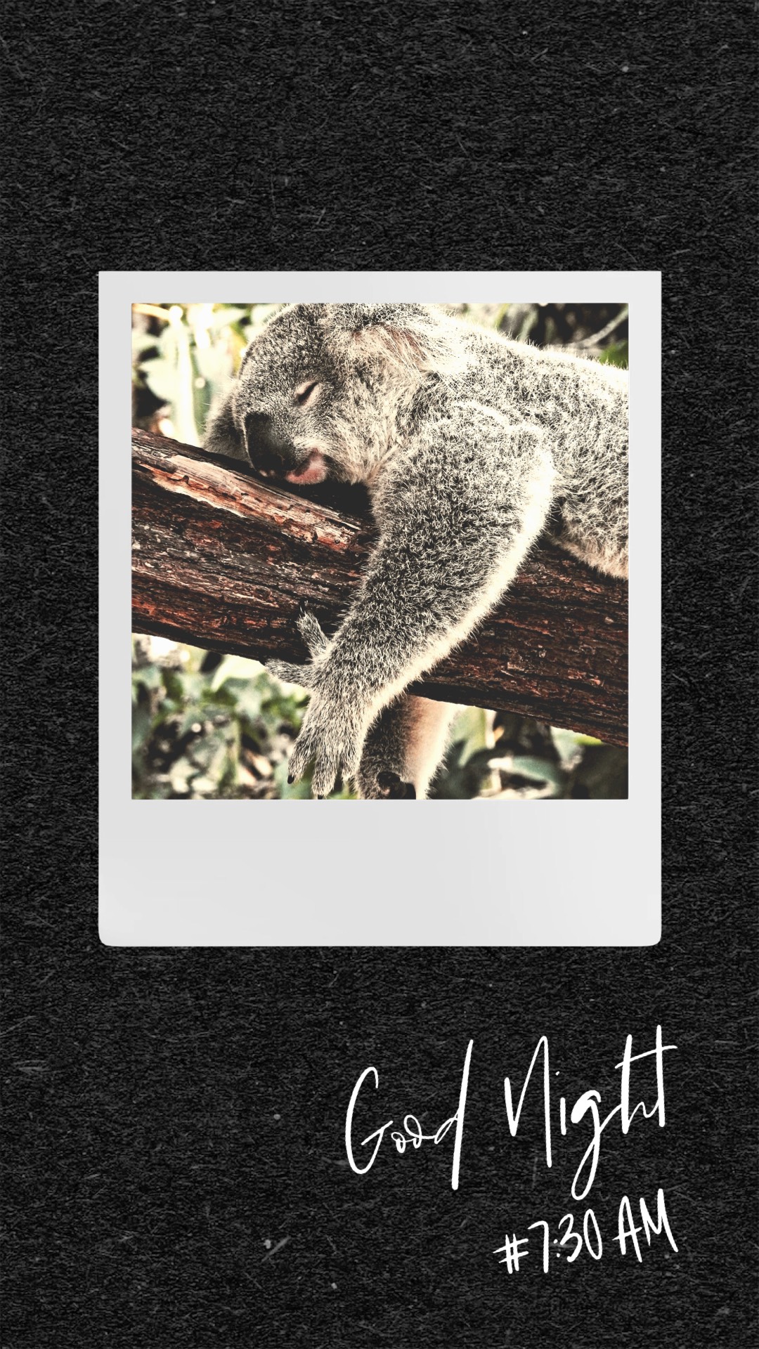 Good Night. Koala Is Sleeping On A Tree Branch Template